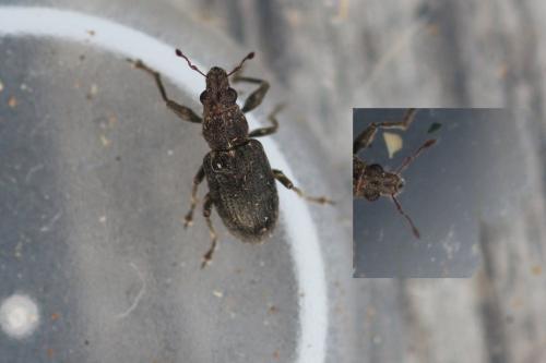 Coelositona puberulus